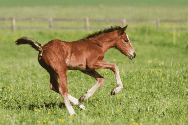 weanling playing